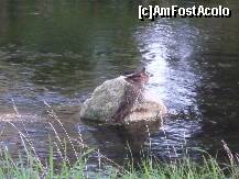 [P09]  -- <small>// FĂRĂ DESCRIERE</small> » foto by trigri
 - 
<span class="allrVoted glyphicon glyphicon-heart hidden" id="av284091"></span>
<a class="m-l-10 hidden" id="sv284091" onclick="voting_Foto_DelVot(,284091,10747)" role="button">șterge vot <span class="glyphicon glyphicon-remove"></span></a>
<a id="v9284091" class=" c-red"  onclick="voting_Foto_SetVot(284091)" role="button"><span class="glyphicon glyphicon-heart-empty"></span> <b>LIKE</b> = Votează poza</a> <img class="hidden"  id="f284091W9" src="/imagini/loader.gif" border="0" /><span class="AjErrMes hidden" id="e284091ErM"></span>