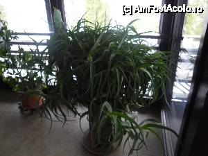 [P08] o aloe uriasa! pe terasa pensiunii.  » foto by radoi romulus
 - 
<span class="allrVoted glyphicon glyphicon-heart hidden" id="av402447"></span>
<a class="m-l-10 hidden" id="sv402447" onclick="voting_Foto_DelVot(,402447,10789)" role="button">șterge vot <span class="glyphicon glyphicon-remove"></span></a>
<a id="v9402447" class=" c-red"  onclick="voting_Foto_SetVot(402447)" role="button"><span class="glyphicon glyphicon-heart-empty"></span> <b>LIKE</b> = Votează poza</a> <img class="hidden"  id="f402447W9" src="/imagini/loader.gif" border="0" /><span class="AjErrMes hidden" id="e402447ErM"></span>