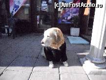 [P39] Nice dog... » foto by DB-01-VIN
 - 
<span class="allrVoted glyphicon glyphicon-heart hidden" id="av290122"></span>
<a class="m-l-10 hidden" id="sv290122" onclick="voting_Foto_DelVot(,290122,10800)" role="button">șterge vot <span class="glyphicon glyphicon-remove"></span></a>
<a id="v9290122" class=" c-red"  onclick="voting_Foto_SetVot(290122)" role="button"><span class="glyphicon glyphicon-heart-empty"></span> <b>LIKE</b> = Votează poza</a> <img class="hidden"  id="f290122W9" src="/imagini/loader.gif" border="0" /><span class="AjErrMes hidden" id="e290122ErM"></span>