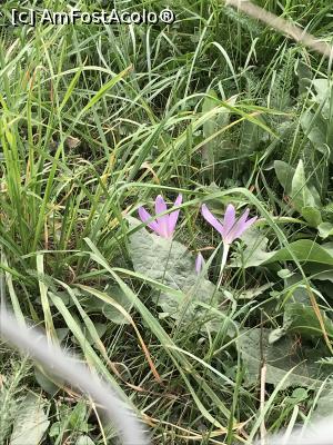 [P20] Prin Apuseni » foto by krisstinna
 - 
<span class="allrVoted glyphicon glyphicon-heart hidden" id="av1194548"></span>
<a class="m-l-10 hidden" id="sv1194548" onclick="voting_Foto_DelVot(,1194548,10822)" role="button">șterge vot <span class="glyphicon glyphicon-remove"></span></a>
<a id="v91194548" class=" c-red"  onclick="voting_Foto_SetVot(1194548)" role="button"><span class="glyphicon glyphicon-heart-empty"></span> <b>LIKE</b> = Votează poza</a> <img class="hidden"  id="f1194548W9" src="/imagini/loader.gif" border="0" /><span class="AjErrMes hidden" id="e1194548ErM"></span>