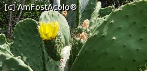 [P21] Vila George Sebastian Hammamet - cactus înflorit » foto by nicole33
 - 
<span class="allrVoted glyphicon glyphicon-heart hidden" id="av1172286"></span>
<a class="m-l-10 hidden" id="sv1172286" onclick="voting_Foto_DelVot(,1172286,11011)" role="button">șterge vot <span class="glyphicon glyphicon-remove"></span></a>
<a id="v91172286" class=" c-red"  onclick="voting_Foto_SetVot(1172286)" role="button"><span class="glyphicon glyphicon-heart-empty"></span> <b>LIKE</b> = Votează poza</a> <img class="hidden"  id="f1172286W9" src="/imagini/loader.gif" border="0" /><span class="AjErrMes hidden" id="e1172286ErM"></span>