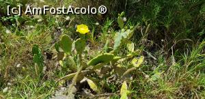 [P22] Vila George Sebastian Hammamet - grădina cu cactuşi » foto by nicole33
 - 
<span class="allrVoted glyphicon glyphicon-heart hidden" id="av1172287"></span>
<a class="m-l-10 hidden" id="sv1172287" onclick="voting_Foto_DelVot(,1172287,11011)" role="button">șterge vot <span class="glyphicon glyphicon-remove"></span></a>
<a id="v91172287" class=" c-red"  onclick="voting_Foto_SetVot(1172287)" role="button"><span class="glyphicon glyphicon-heart-empty"></span> <b>LIKE</b> = Votează poza</a> <img class="hidden"  id="f1172287W9" src="/imagini/loader.gif" border="0" /><span class="AjErrMes hidden" id="e1172287ErM"></span>