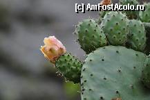 [P36] Floare de cactus , crescuta printre ruinele de la Ollantaytambo » foto by Arinuca
 - 
<span class="allrVoted glyphicon glyphicon-heart hidden" id="av294296"></span>
<a class="m-l-10 hidden" id="sv294296" onclick="voting_Foto_DelVot(,294296,11018)" role="button">șterge vot <span class="glyphicon glyphicon-remove"></span></a>
<a id="v9294296" class=" c-red"  onclick="voting_Foto_SetVot(294296)" role="button"><span class="glyphicon glyphicon-heart-empty"></span> <b>LIKE</b> = Votează poza</a> <img class="hidden"  id="f294296W9" src="/imagini/loader.gif" border="0" /><span class="AjErrMes hidden" id="e294296ErM"></span>
