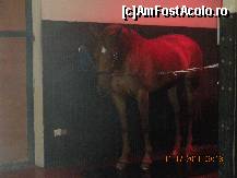 [P06] fiecare cal avea parte, dimineata de dus » foto by artemisa24
 - 
<span class="allrVoted glyphicon glyphicon-heart hidden" id="av299319"></span>
<a class="m-l-10 hidden" id="sv299319" onclick="voting_Foto_DelVot(,299319,11020)" role="button">șterge vot <span class="glyphicon glyphicon-remove"></span></a>
<a id="v9299319" class=" c-red"  onclick="voting_Foto_SetVot(299319)" role="button"><span class="glyphicon glyphicon-heart-empty"></span> <b>LIKE</b> = Votează poza</a> <img class="hidden"  id="f299319W9" src="/imagini/loader.gif" border="0" /><span class="AjErrMes hidden" id="e299319ErM"></span>