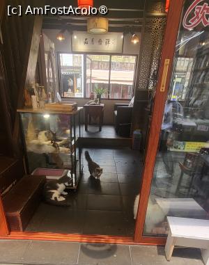 [P58] Magazine de suveniruri, ceainarii, restaurante, unde poti fi acompaniat de o pisica sau de un catel, animalut pe care il alegi la intrare.  » foto by geani anto
 - 
<span class="allrVoted glyphicon glyphicon-heart hidden" id="av1508773"></span>
<a class="m-l-10 hidden" id="sv1508773" onclick="voting_Foto_DelVot(,1508773,11037)" role="button">șterge vot <span class="glyphicon glyphicon-remove"></span></a>
<a id="v91508773" class=" c-red"  onclick="voting_Foto_SetVot(1508773)" role="button"><span class="glyphicon glyphicon-heart-empty"></span> <b>LIKE</b> = Votează poza</a> <img class="hidden"  id="f1508773W9" src="/imagini/loader.gif" border="0" /><span class="AjErrMes hidden" id="e1508773ErM"></span>