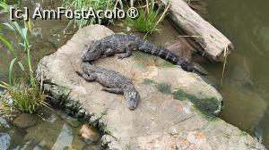 [P11]  -- <small>// FĂRĂ DESCRIERE</small> » foto by geani anto
 - 
<span class="allrVoted glyphicon glyphicon-heart hidden" id="av1509524"></span>
<a class="m-l-10 hidden" id="sv1509524" onclick="voting_Foto_DelVot(,1509524,11037)" role="button">șterge vot <span class="glyphicon glyphicon-remove"></span></a>
<a id="v91509524" class=" c-red"  onclick="voting_Foto_SetVot(1509524)" role="button"><span class="glyphicon glyphicon-heart-empty"></span> <b>LIKE</b> = Votează poza</a> <img class="hidden"  id="f1509524W9" src="/imagini/loader.gif" border="0" /><span class="AjErrMes hidden" id="e1509524ErM"></span>