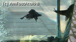 [P14]  -- <small>// FĂRĂ DESCRIERE</small> » foto by geani anto
 - 
<span class="allrVoted glyphicon glyphicon-heart hidden" id="av1509527"></span>
<a class="m-l-10 hidden" id="sv1509527" onclick="voting_Foto_DelVot(,1509527,11037)" role="button">șterge vot <span class="glyphicon glyphicon-remove"></span></a>
<a id="v91509527" class=" c-red"  onclick="voting_Foto_SetVot(1509527)" role="button"><span class="glyphicon glyphicon-heart-empty"></span> <b>LIKE</b> = Votează poza</a> <img class="hidden"  id="f1509527W9" src="/imagini/loader.gif" border="0" /><span class="AjErrMes hidden" id="e1509527ErM"></span>