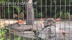 [P16] In zona pasarilor, nu mai putin de 40 de tipuri de pasari le poti zari, printre care grangurul, ciocarlia, lebada, cucul, rata mandarin, egreta orientala, lebada salbatica, flamingo, paunul. » foto by geani anto
 - 
<span class="allrVoted glyphicon glyphicon-heart hidden" id="av1509529"></span>
<a class="m-l-10 hidden" id="sv1509529" onclick="voting_Foto_DelVot(,1509529,11037)" role="button">șterge vot <span class="glyphicon glyphicon-remove"></span></a>
<a id="v91509529" class=" c-red"  onclick="voting_Foto_SetVot(1509529)" role="button"><span class="glyphicon glyphicon-heart-empty"></span> <b>LIKE</b> = Votează poza</a> <img class="hidden"  id="f1509529W9" src="/imagini/loader.gif" border="0" /><span class="AjErrMes hidden" id="e1509529ErM"></span>