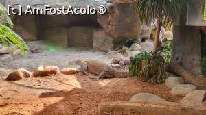 [P06] Dragonul de Komodo, cea mai mare soparla vie, este originara din Indonezia si este pe cale de disparitie din cauza pierderii habitatului. » foto by geani anto
 - 
<span class="allrVoted glyphicon glyphicon-heart hidden" id="av1509519"></span>
<a class="m-l-10 hidden" id="sv1509519" onclick="voting_Foto_DelVot(,1509519,11037)" role="button">șterge vot <span class="glyphicon glyphicon-remove"></span></a>
<a id="v91509519" class=" c-red"  onclick="voting_Foto_SetVot(1509519)" role="button"><span class="glyphicon glyphicon-heart-empty"></span> <b>LIKE</b> = Votează poza</a> <img class="hidden"  id="f1509519W9" src="/imagini/loader.gif" border="0" /><span class="AjErrMes hidden" id="e1509519ErM"></span>