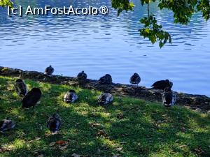 [P05] Rațe încă dormind; noapte grea, se pare... » foto by crismis
 - 
<span class="allrVoted glyphicon glyphicon-heart hidden" id="av1513801"></span>
<a class="m-l-10 hidden" id="sv1513801" onclick="voting_Foto_DelVot(,1513801,11040)" role="button">șterge vot <span class="glyphicon glyphicon-remove"></span></a>
<a id="v91513801" class=" c-red"  onclick="voting_Foto_SetVot(1513801)" role="button"><span class="glyphicon glyphicon-heart-empty"></span> <b>LIKE</b> = Votează poza</a> <img class="hidden"  id="f1513801W9" src="/imagini/loader.gif" border="0" /><span class="AjErrMes hidden" id="e1513801ErM"></span>