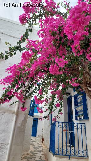 [P13] Bougainvillea în Ano Syros » foto by Carmen Ion
 - 
<span class="allrVoted glyphicon glyphicon-heart hidden" id="av1428517"></span>
<a class="m-l-10 hidden" id="sv1428517" onclick="voting_Foto_DelVot(,1428517,11071)" role="button">șterge vot <span class="glyphicon glyphicon-remove"></span></a>
<a id="v91428517" class=" c-red"  onclick="voting_Foto_SetVot(1428517)" role="button"><span class="glyphicon glyphicon-heart-empty"></span> <b>LIKE</b> = Votează poza</a> <img class="hidden"  id="f1428517W9" src="/imagini/loader.gif" border="0" /><span class="AjErrMes hidden" id="e1428517ErM"></span>