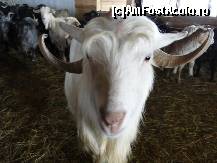 [P16] Berbecutul din reclama la Orange. Vedeta asezarii, inconjurata cu admiratie de fanele behaitoare care cereau autografe pe ugerele sau copanele grasune :) » foto by spezam
 - 
<span class="allrVoted glyphicon glyphicon-heart hidden" id="av302417"></span>
<a class="m-l-10 hidden" id="sv302417" onclick="voting_Foto_DelVot(,302417,11176)" role="button">șterge vot <span class="glyphicon glyphicon-remove"></span></a>
<a id="v9302417" class=" c-red"  onclick="voting_Foto_SetVot(302417)" role="button"><span class="glyphicon glyphicon-heart-empty"></span> <b>LIKE</b> = Votează poza</a> <img class="hidden"  id="f302417W9" src="/imagini/loader.gif" border="0" /><span class="AjErrMes hidden" id="e302417ErM"></span>