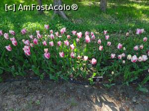 [P10] Simfonia lalelelor la Ecopark Varna - multe lalele » foto by nicole33
 - 
<span class="allrVoted glyphicon glyphicon-heart hidden" id="av1071332"></span>
<a class="m-l-10 hidden" id="sv1071332" onclick="voting_Foto_DelVot(,1071332,11202)" role="button">șterge vot <span class="glyphicon glyphicon-remove"></span></a>
<a id="v91071332" class=" c-red"  onclick="voting_Foto_SetVot(1071332)" role="button"><span class="glyphicon glyphicon-heart-empty"></span> <b>LIKE</b> = Votează poza</a> <img class="hidden"  id="f1071332W9" src="/imagini/loader.gif" border="0" /><span class="AjErrMes hidden" id="e1071332ErM"></span>