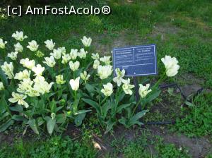 [P14] Simfonia lalelelor la Ecopark Varna - multe lalele » foto by nicole33
 - 
<span class="allrVoted glyphicon glyphicon-heart hidden" id="av1071336"></span>
<a class="m-l-10 hidden" id="sv1071336" onclick="voting_Foto_DelVot(,1071336,11202)" role="button">șterge vot <span class="glyphicon glyphicon-remove"></span></a>
<a id="v91071336" class=" c-red"  onclick="voting_Foto_SetVot(1071336)" role="button"><span class="glyphicon glyphicon-heart-empty"></span> <b>LIKE</b> = Votează poza</a> <img class="hidden"  id="f1071336W9" src="/imagini/loader.gif" border="0" /><span class="AjErrMes hidden" id="e1071336ErM"></span>