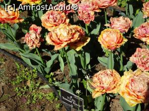 [P17] Simfonia lalelelor la Ecopark Varna - multe lalele » foto by nicole33
 - 
<span class="allrVoted glyphicon glyphicon-heart hidden" id="av1071339"></span>
<a class="m-l-10 hidden" id="sv1071339" onclick="voting_Foto_DelVot(,1071339,11202)" role="button">șterge vot <span class="glyphicon glyphicon-remove"></span></a>
<a id="v91071339" class=" c-red"  onclick="voting_Foto_SetVot(1071339)" role="button"><span class="glyphicon glyphicon-heart-empty"></span> <b>LIKE</b> = Votează poza</a> <img class="hidden"  id="f1071339W9" src="/imagini/loader.gif" border="0" /><span class="AjErrMes hidden" id="e1071339ErM"></span>