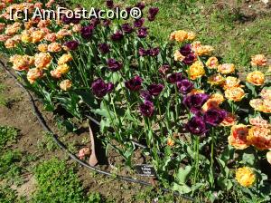 [P18] Simfonia lalelelor la Ecopark Varna - multe lalele » foto by nicole33
 - 
<span class="allrVoted glyphicon glyphicon-heart hidden" id="av1071340"></span>
<a class="m-l-10 hidden" id="sv1071340" onclick="voting_Foto_DelVot(,1071340,11202)" role="button">șterge vot <span class="glyphicon glyphicon-remove"></span></a>
<a id="v91071340" class=" c-red"  onclick="voting_Foto_SetVot(1071340)" role="button"><span class="glyphicon glyphicon-heart-empty"></span> <b>LIKE</b> = Votează poza</a> <img class="hidden"  id="f1071340W9" src="/imagini/loader.gif" border="0" /><span class="AjErrMes hidden" id="e1071340ErM"></span>