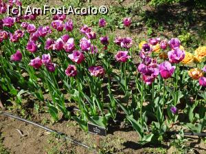 [P19] Simfonia lalelelor la Ecopark Varna - multe lalele » foto by nicole33
 - 
<span class="allrVoted glyphicon glyphicon-heart hidden" id="av1071341"></span>
<a class="m-l-10 hidden" id="sv1071341" onclick="voting_Foto_DelVot(,1071341,11202)" role="button">șterge vot <span class="glyphicon glyphicon-remove"></span></a>
<a id="v91071341" class=" c-red"  onclick="voting_Foto_SetVot(1071341)" role="button"><span class="glyphicon glyphicon-heart-empty"></span> <b>LIKE</b> = Votează poza</a> <img class="hidden"  id="f1071341W9" src="/imagini/loader.gif" border="0" /><span class="AjErrMes hidden" id="e1071341ErM"></span>