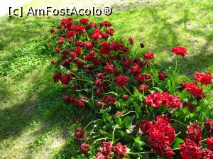 [P20] Simfonia lalelelor la Ecopark Varna - multe lalele » foto by nicole33
 - 
<span class="allrVoted glyphicon glyphicon-heart hidden" id="av1071343"></span>
<a class="m-l-10 hidden" id="sv1071343" onclick="voting_Foto_DelVot(,1071343,11202)" role="button">șterge vot <span class="glyphicon glyphicon-remove"></span></a>
<a id="v91071343" class=" c-red"  onclick="voting_Foto_SetVot(1071343)" role="button"><span class="glyphicon glyphicon-heart-empty"></span> <b>LIKE</b> = Votează poza</a> <img class="hidden"  id="f1071343W9" src="/imagini/loader.gif" border="0" /><span class="AjErrMes hidden" id="e1071343ErM"></span>