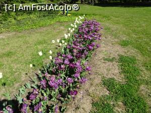 [P21] Simfonia lalelelor la Ecopark Varna - multe lalele » foto by nicole33
 - 
<span class="allrVoted glyphicon glyphicon-heart hidden" id="av1071344"></span>
<a class="m-l-10 hidden" id="sv1071344" onclick="voting_Foto_DelVot(,1071344,11202)" role="button">șterge vot <span class="glyphicon glyphicon-remove"></span></a>
<a id="v91071344" class=" c-red"  onclick="voting_Foto_SetVot(1071344)" role="button"><span class="glyphicon glyphicon-heart-empty"></span> <b>LIKE</b> = Votează poza</a> <img class="hidden"  id="f1071344W9" src="/imagini/loader.gif" border="0" /><span class="AjErrMes hidden" id="e1071344ErM"></span>