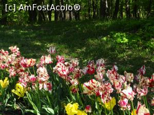 [P22] Simfonia lalelelor la Ecopark Varna - multe lalele » foto by nicole33
 - 
<span class="allrVoted glyphicon glyphicon-heart hidden" id="av1071345"></span>
<a class="m-l-10 hidden" id="sv1071345" onclick="voting_Foto_DelVot(,1071345,11202)" role="button">șterge vot <span class="glyphicon glyphicon-remove"></span></a>
<a id="v91071345" class=" c-red"  onclick="voting_Foto_SetVot(1071345)" role="button"><span class="glyphicon glyphicon-heart-empty"></span> <b>LIKE</b> = Votează poza</a> <img class="hidden"  id="f1071345W9" src="/imagini/loader.gif" border="0" /><span class="AjErrMes hidden" id="e1071345ErM"></span>