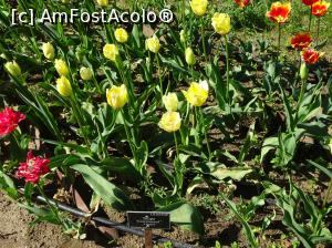 [P24] Simfonia lalelelor la Ecopark Varna - multe lalele » foto by nicole33
 - 
<span class="allrVoted glyphicon glyphicon-heart hidden" id="av1071347"></span>
<a class="m-l-10 hidden" id="sv1071347" onclick="voting_Foto_DelVot(,1071347,11202)" role="button">șterge vot <span class="glyphicon glyphicon-remove"></span></a>
<a id="v91071347" class=" c-red"  onclick="voting_Foto_SetVot(1071347)" role="button"><span class="glyphicon glyphicon-heart-empty"></span> <b>LIKE</b> = Votează poza</a> <img class="hidden"  id="f1071347W9" src="/imagini/loader.gif" border="0" /><span class="AjErrMes hidden" id="e1071347ErM"></span>