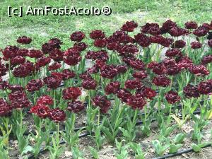 [P26] Simfonia lalelelor la Ecopark Varna - multe lalele » foto by nicole33
 - 
<span class="allrVoted glyphicon glyphicon-heart hidden" id="av1071349"></span>
<a class="m-l-10 hidden" id="sv1071349" onclick="voting_Foto_DelVot(,1071349,11202)" role="button">șterge vot <span class="glyphicon glyphicon-remove"></span></a>
<a id="v91071349" class=" c-red"  onclick="voting_Foto_SetVot(1071349)" role="button"><span class="glyphicon glyphicon-heart-empty"></span> <b>LIKE</b> = Votează poza</a> <img class="hidden"  id="f1071349W9" src="/imagini/loader.gif" border="0" /><span class="AjErrMes hidden" id="e1071349ErM"></span>