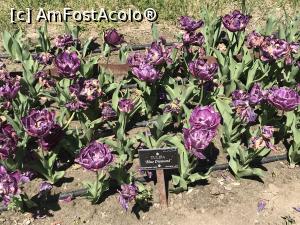 [P27] Simfonia lalelelor la Ecopark Varna - multe lalele » foto by nicole33
 - 
<span class="allrVoted glyphicon glyphicon-heart hidden" id="av1071350"></span>
<a class="m-l-10 hidden" id="sv1071350" onclick="voting_Foto_DelVot(,1071350,11202)" role="button">șterge vot <span class="glyphicon glyphicon-remove"></span></a>
<a id="v91071350" class=" c-red"  onclick="voting_Foto_SetVot(1071350)" role="button"><span class="glyphicon glyphicon-heart-empty"></span> <b>LIKE</b> = Votează poza</a> <img class="hidden"  id="f1071350W9" src="/imagini/loader.gif" border="0" /><span class="AjErrMes hidden" id="e1071350ErM"></span>