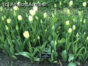 [P31] Simfonia lalelelor la Ecopark Varna - multe lalele » foto by nicole33
 - 
<span class="allrVoted glyphicon glyphicon-heart hidden" id="av1071354"></span>
<a class="m-l-10 hidden" id="sv1071354" onclick="voting_Foto_DelVot(,1071354,11202)" role="button">șterge vot <span class="glyphicon glyphicon-remove"></span></a>
<a id="v91071354" class=" c-red"  onclick="voting_Foto_SetVot(1071354)" role="button"><span class="glyphicon glyphicon-heart-empty"></span> <b>LIKE</b> = Votează poza</a> <img class="hidden"  id="f1071354W9" src="/imagini/loader.gif" border="0" /><span class="AjErrMes hidden" id="e1071354ErM"></span>