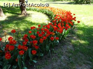 [P04] Simfonia lalelelor la Ecopark Varna - multe lalele » foto by nicole33
 - 
<span class="allrVoted glyphicon glyphicon-heart hidden" id="av1071326"></span>
<a class="m-l-10 hidden" id="sv1071326" onclick="voting_Foto_DelVot(,1071326,11202)" role="button">șterge vot <span class="glyphicon glyphicon-remove"></span></a>
<a id="v91071326" class=" c-red"  onclick="voting_Foto_SetVot(1071326)" role="button"><span class="glyphicon glyphicon-heart-empty"></span> <b>LIKE</b> = Votează poza</a> <img class="hidden"  id="f1071326W9" src="/imagini/loader.gif" border="0" /><span class="AjErrMes hidden" id="e1071326ErM"></span>