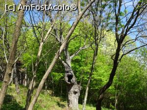 [P41] Ecopark Varna - în pădure » foto by nicole33
 - 
<span class="allrVoted glyphicon glyphicon-heart hidden" id="av1071364"></span>
<a class="m-l-10 hidden" id="sv1071364" onclick="voting_Foto_DelVot(,1071364,11202)" role="button">șterge vot <span class="glyphicon glyphicon-remove"></span></a>
<a id="v91071364" class=" c-red"  onclick="voting_Foto_SetVot(1071364)" role="button"><span class="glyphicon glyphicon-heart-empty"></span> <b>LIKE</b> = Votează poza</a> <img class="hidden"  id="f1071364W9" src="/imagini/loader.gif" border="0" /><span class="AjErrMes hidden" id="e1071364ErM"></span>