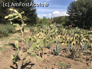 [P55] Ecopark Varna - cactuşii » foto by nicole33
 - 
<span class="allrVoted glyphicon glyphicon-heart hidden" id="av1071378"></span>
<a class="m-l-10 hidden" id="sv1071378" onclick="voting_Foto_DelVot(,1071378,11202)" role="button">șterge vot <span class="glyphicon glyphicon-remove"></span></a>
<a id="v91071378" class=" c-red"  onclick="voting_Foto_SetVot(1071378)" role="button"><span class="glyphicon glyphicon-heart-empty"></span> <b>LIKE</b> = Votează poza</a> <img class="hidden"  id="f1071378W9" src="/imagini/loader.gif" border="0" /><span class="AjErrMes hidden" id="e1071378ErM"></span>