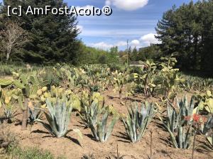 [P56] Ecopark Varna - cactuşii » foto by nicole33
 - 
<span class="allrVoted glyphicon glyphicon-heart hidden" id="av1071379"></span>
<a class="m-l-10 hidden" id="sv1071379" onclick="voting_Foto_DelVot(,1071379,11202)" role="button">șterge vot <span class="glyphicon glyphicon-remove"></span></a>
<a id="v91071379" class=" c-red"  onclick="voting_Foto_SetVot(1071379)" role="button"><span class="glyphicon glyphicon-heart-empty"></span> <b>LIKE</b> = Votează poza</a> <img class="hidden"  id="f1071379W9" src="/imagini/loader.gif" border="0" /><span class="AjErrMes hidden" id="e1071379ErM"></span>