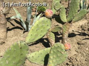 [P57] Ecopark Varna - fructe de cactus » foto by nicole33
 - 
<span class="allrVoted glyphicon glyphicon-heart hidden" id="av1071380"></span>
<a class="m-l-10 hidden" id="sv1071380" onclick="voting_Foto_DelVot(,1071380,11202)" role="button">șterge vot <span class="glyphicon glyphicon-remove"></span></a>
<a id="v91071380" class=" c-red"  onclick="voting_Foto_SetVot(1071380)" role="button"><span class="glyphicon glyphicon-heart-empty"></span> <b>LIKE</b> = Votează poza</a> <img class="hidden"  id="f1071380W9" src="/imagini/loader.gif" border="0" /><span class="AjErrMes hidden" id="e1071380ErM"></span>