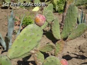 [P59] Ecopark Varna - fructe de cactus » foto by nicole33
 - 
<span class="allrVoted glyphicon glyphicon-heart hidden" id="av1071382"></span>
<a class="m-l-10 hidden" id="sv1071382" onclick="voting_Foto_DelVot(,1071382,11202)" role="button">șterge vot <span class="glyphicon glyphicon-remove"></span></a>
<a id="v91071382" class=" c-red"  onclick="voting_Foto_SetVot(1071382)" role="button"><span class="glyphicon glyphicon-heart-empty"></span> <b>LIKE</b> = Votează poza</a> <img class="hidden"  id="f1071382W9" src="/imagini/loader.gif" border="0" /><span class="AjErrMes hidden" id="e1071382ErM"></span>