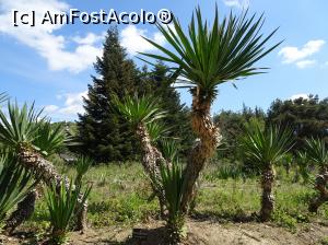 [P61] Ecopark Varna - Yucca Gloriosa » foto by nicole33
 - 
<span class="allrVoted glyphicon glyphicon-heart hidden" id="av1071384"></span>
<a class="m-l-10 hidden" id="sv1071384" onclick="voting_Foto_DelVot(,1071384,11202)" role="button">șterge vot <span class="glyphicon glyphicon-remove"></span></a>
<a id="v91071384" class=" c-red"  onclick="voting_Foto_SetVot(1071384)" role="button"><span class="glyphicon glyphicon-heart-empty"></span> <b>LIKE</b> = Votează poza</a> <img class="hidden"  id="f1071384W9" src="/imagini/loader.gif" border="0" /><span class="AjErrMes hidden" id="e1071384ErM"></span>