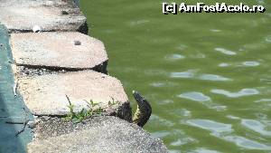 [P11] Hop si varanul (in parc)  » foto by capodecina
 - 
<span class="allrVoted glyphicon glyphicon-heart hidden" id="av518152"></span>
<a class="m-l-10 hidden" id="sv518152" onclick="voting_Foto_DelVot(,518152,11217)" role="button">șterge vot <span class="glyphicon glyphicon-remove"></span></a>
<a id="v9518152" class=" c-red"  onclick="voting_Foto_SetVot(518152)" role="button"><span class="glyphicon glyphicon-heart-empty"></span> <b>LIKE</b> = Votează poza</a> <img class="hidden"  id="f518152W9" src="/imagini/loader.gif" border="0" /><span class="AjErrMes hidden" id="e518152ErM"></span>
