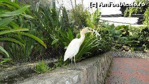 [P13] Egreta in KL Birds Park.  » foto by capodecina
 - 
<span class="allrVoted glyphicon glyphicon-heart hidden" id="av518154"></span>
<a class="m-l-10 hidden" id="sv518154" onclick="voting_Foto_DelVot(,518154,11217)" role="button">șterge vot <span class="glyphicon glyphicon-remove"></span></a>
<a id="v9518154" class=" c-red"  onclick="voting_Foto_SetVot(518154)" role="button"><span class="glyphicon glyphicon-heart-empty"></span> <b>LIKE</b> = Votează poza</a> <img class="hidden"  id="f518154W9" src="/imagini/loader.gif" border="0" /><span class="AjErrMes hidden" id="e518154ErM"></span>