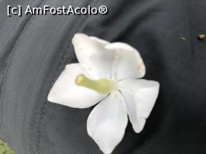 [P08] dupa un dans aerian frumoasa floare mi s-a asezat in poala » foto by Dan&Ema
 - 
<span class="allrVoted glyphicon glyphicon-heart hidden" id="av1141234"></span>
<a class="m-l-10 hidden" id="sv1141234" onclick="voting_Foto_DelVot(,1141234,11217)" role="button">șterge vot <span class="glyphicon glyphicon-remove"></span></a>
<a id="v91141234" class=" c-red"  onclick="voting_Foto_SetVot(1141234)" role="button"><span class="glyphicon glyphicon-heart-empty"></span> <b>LIKE</b> = Votează poza</a> <img class="hidden"  id="f1141234W9" src="/imagini/loader.gif" border="0" /><span class="AjErrMes hidden" id="e1141234ErM"></span>