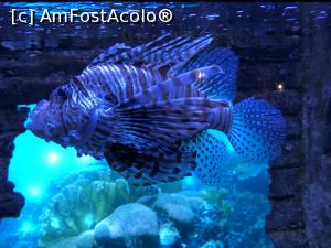 [P06] pestele zebra arata fioros » foto by Dan&Ema
 - 
<span class="allrVoted glyphicon glyphicon-heart hidden" id="av1142149"></span>
<a class="m-l-10 hidden" id="sv1142149" onclick="voting_Foto_DelVot(,1142149,11217)" role="button">șterge vot <span class="glyphicon glyphicon-remove"></span></a>
<a id="v91142149" class=" c-red"  onclick="voting_Foto_SetVot(1142149)" role="button"><span class="glyphicon glyphicon-heart-empty"></span> <b>LIKE</b> = Votează poza</a> <img class="hidden"  id="f1142149W9" src="/imagini/loader.gif" border="0" /><span class="AjErrMes hidden" id="e1142149ErM"></span>