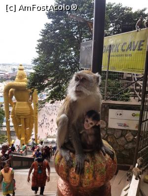 [P15] La Batu Caves » foto by r-Uca
 - 
<span class="allrVoted glyphicon glyphicon-heart hidden" id="av993531"></span>
<a class="m-l-10 hidden" id="sv993531" onclick="voting_Foto_DelVot(,993531,11217)" role="button">șterge vot <span class="glyphicon glyphicon-remove"></span></a>
<a id="v9993531" class=" c-red"  onclick="voting_Foto_SetVot(993531)" role="button"><span class="glyphicon glyphicon-heart-empty"></span> <b>LIKE</b> = Votează poza</a> <img class="hidden"  id="f993531W9" src="/imagini/loader.gif" border="0" /><span class="AjErrMes hidden" id="e993531ErM"></span>