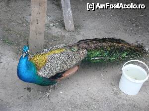[P21] Popasul 'La doi iepurasi' - mini gradina zoologica » foto by turist.real
 - 
<span class="allrVoted glyphicon glyphicon-heart hidden" id="av431784"></span>
<a class="m-l-10 hidden" id="sv431784" onclick="voting_Foto_DelVot(,431784,11237)" role="button">șterge vot <span class="glyphicon glyphicon-remove"></span></a>
<a id="v9431784" class=" c-red"  onclick="voting_Foto_SetVot(431784)" role="button"><span class="glyphicon glyphicon-heart-empty"></span> <b>LIKE</b> = Votează poza</a> <img class="hidden"  id="f431784W9" src="/imagini/loader.gif" border="0" /><span class="AjErrMes hidden" id="e431784ErM"></span>