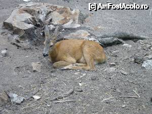 [P24] Popasul 'La doi iepurasi' - mini gradina zoologica » foto by turist.real
 - 
<span class="allrVoted glyphicon glyphicon-heart hidden" id="av431790"></span>
<a class="m-l-10 hidden" id="sv431790" onclick="voting_Foto_DelVot(,431790,11237)" role="button">șterge vot <span class="glyphicon glyphicon-remove"></span></a>
<a id="v9431790" class=" c-red"  onclick="voting_Foto_SetVot(431790)" role="button"><span class="glyphicon glyphicon-heart-empty"></span> <b>LIKE</b> = Votează poza</a> <img class="hidden"  id="f431790W9" src="/imagini/loader.gif" border="0" /><span class="AjErrMes hidden" id="e431790ErM"></span>