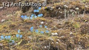 [P11] Brândușe pe drumul Spre Thadepati » foto by Mika
 - 
<span class="allrVoted glyphicon glyphicon-heart hidden" id="av1505227"></span>
<a class="m-l-10 hidden" id="sv1505227" onclick="voting_Foto_DelVot(,1505227,11367)" role="button">șterge vot <span class="glyphicon glyphicon-remove"></span></a>
<a id="v91505227" class=" c-red"  onclick="voting_Foto_SetVot(1505227)" role="button"><span class="glyphicon glyphicon-heart-empty"></span> <b>LIKE</b> = Votează poza</a> <img class="hidden"  id="f1505227W9" src="/imagini/loader.gif" border="0" /><span class="AjErrMes hidden" id="e1505227ErM"></span>