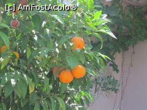 [P37] Peste tot intalnesti livezi de lmai si portocali cu o aroma unica.  » foto by bica adriana
 - 
<span class="allrVoted glyphicon glyphicon-heart hidden" id="av976756"></span>
<a class="m-l-10 hidden" id="sv976756" onclick="voting_Foto_DelVot(,976756,11394)" role="button">șterge vot <span class="glyphicon glyphicon-remove"></span></a>
<a id="v9976756" class=" c-red"  onclick="voting_Foto_SetVot(976756)" role="button"><span class="glyphicon glyphicon-heart-empty"></span> <b>LIKE</b> = Votează poza</a> <img class="hidden"  id="f976756W9" src="/imagini/loader.gif" border="0" /><span class="AjErrMes hidden" id="e976756ErM"></span>