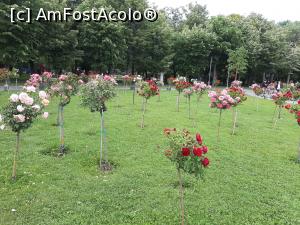 [P21] Parc IOR - Trandafirii din parcul Cuza &icirc;ți lasă impresia că ai pășit alături de Alice &icirc;n Țara minunilor » foto by Daisy Petal
 - 
<span class="allrVoted glyphicon glyphicon-heart hidden" id="av1165489"></span>
<a class="m-l-10 hidden" id="sv1165489" onclick="voting_Foto_DelVot(,1165489,11447)" role="button">șterge vot <span class="glyphicon glyphicon-remove"></span></a>
<a id="v91165489" class=" c-red"  onclick="voting_Foto_SetVot(1165489)" role="button"><span class="glyphicon glyphicon-heart-empty"></span> <b>LIKE</b> = Votează poza</a> <img class="hidden"  id="f1165489W9" src="/imagini/loader.gif" border="0" /><span class="AjErrMes hidden" id="e1165489ErM"></span>