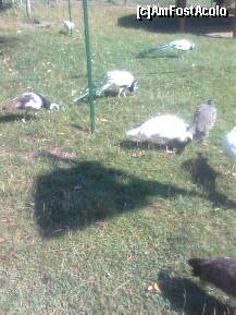 [P09] In parcul ,,IOR''- APROAPE DE HABITATUL PAUNILOR IMPERIALI. » foto by Marian Preda
 - 
<span class="allrVoted glyphicon glyphicon-heart hidden" id="av250769"></span>
<a class="m-l-10 hidden" id="sv250769" onclick="voting_Foto_DelVot(,250769,11447)" role="button">șterge vot <span class="glyphicon glyphicon-remove"></span></a>
<a id="v9250769" class=" c-red"  onclick="voting_Foto_SetVot(250769)" role="button"><span class="glyphicon glyphicon-heart-empty"></span> <b>LIKE</b> = Votează poza</a> <img class="hidden"  id="f250769W9" src="/imagini/loader.gif" border="0" /><span class="AjErrMes hidden" id="e250769ErM"></span>