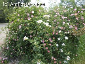 [P33] Bucuresti - Parcul Titan. » foto by iulianic
 - 
<span class="allrVoted glyphicon glyphicon-heart hidden" id="av1303908"></span>
<a class="m-l-10 hidden" id="sv1303908" onclick="voting_Foto_DelVot(,1303908,11447)" role="button">șterge vot <span class="glyphicon glyphicon-remove"></span></a>
<a id="v91303908" class=" c-red"  onclick="voting_Foto_SetVot(1303908)" role="button"><span class="glyphicon glyphicon-heart-empty"></span> <b>LIKE</b> = Votează poza</a> <img class="hidden"  id="f1303908W9" src="/imagini/loader.gif" border="0" /><span class="AjErrMes hidden" id="e1303908ErM"></span>