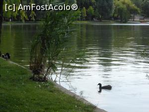 [P46] Bucuresti - Parcul Titan. Rate la umbra. » foto by iulianic
 - 
<span class="allrVoted glyphicon glyphicon-heart hidden" id="av1303921"></span>
<a class="m-l-10 hidden" id="sv1303921" onclick="voting_Foto_DelVot(,1303921,11447)" role="button">șterge vot <span class="glyphicon glyphicon-remove"></span></a>
<a id="v91303921" class=" c-red"  onclick="voting_Foto_SetVot(1303921)" role="button"><span class="glyphicon glyphicon-heart-empty"></span> <b>LIKE</b> = Votează poza</a> <img class="hidden"  id="f1303921W9" src="/imagini/loader.gif" border="0" /><span class="AjErrMes hidden" id="e1303921ErM"></span>