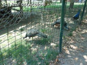 [P47] Bucuresti - Parcul Titan. Pauni. » foto by iulianic
 - 
<span class="allrVoted glyphicon glyphicon-heart hidden" id="av1303922"></span>
<a class="m-l-10 hidden" id="sv1303922" onclick="voting_Foto_DelVot(,1303922,11447)" role="button">șterge vot <span class="glyphicon glyphicon-remove"></span></a>
<a id="v91303922" class=" c-red"  onclick="voting_Foto_SetVot(1303922)" role="button"><span class="glyphicon glyphicon-heart-empty"></span> <b>LIKE</b> = Votează poza</a> <img class="hidden"  id="f1303922W9" src="/imagini/loader.gif" border="0" /><span class="AjErrMes hidden" id="e1303922ErM"></span>