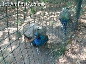 [P48] Bucuresti - Parcul Titan. Pauni » foto by iulianic
 - 
<span class="allrVoted glyphicon glyphicon-heart hidden" id="av1303923"></span>
<a class="m-l-10 hidden" id="sv1303923" onclick="voting_Foto_DelVot(,1303923,11447)" role="button">șterge vot <span class="glyphicon glyphicon-remove"></span></a>
<a id="v91303923" class=" c-red"  onclick="voting_Foto_SetVot(1303923)" role="button"><span class="glyphicon glyphicon-heart-empty"></span> <b>LIKE</b> = Votează poza</a> <img class="hidden"  id="f1303923W9" src="/imagini/loader.gif" border="0" /><span class="AjErrMes hidden" id="e1303923ErM"></span>